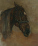 Head of a Horse with Halter - Floris Verster — artwork view