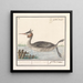 Foulque Podiceps cristatus Duijkhoender colijmbus major grebe horn - Anselmus Botius de Boodt — framed artwork on a wall