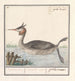Foulque Podiceps cristatus Duijkhoender colijmbus major grebe horn - Anselmus Botius de Boodt — artwork view