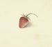 Strawberry - Elisabeth Geertruida van de Kasteele — artwork view