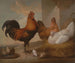 Domestic hens and roosters painting - Francis Barlow — artwork view