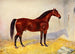 Stallion Cleveland Bay Sultan - Frank Babbage — artwork view