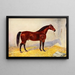 Stallion Cleveland Bay Sultan - Frank Babbage — framed artwork on a wall