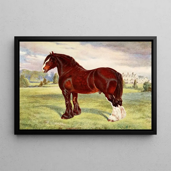 Stallion Shire Harold - Frank Babbage — framed artwork on a wall