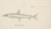 Argentina elongata painting - Frank Edward Clarke — artwork view