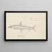 Argentina elongata painting - Frank Edward Clarke — framed artwork on a wall
