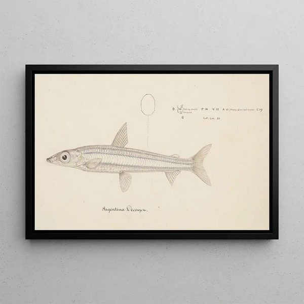 Argentina elongata painting - Frank Edward Clarke — framed artwork on a wall