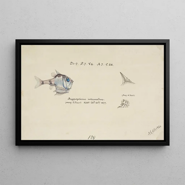Argyropelecus hemigymnus, common hatchetfish of New Zealand - Frank Edward Clarke — framed artwork on a wall