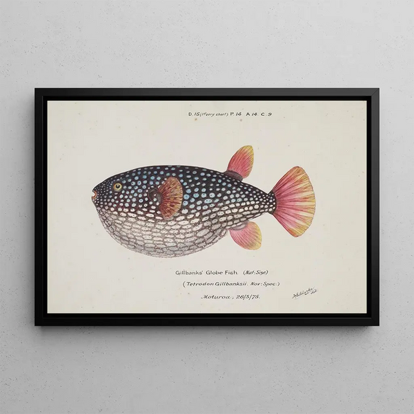 Arothron gillbanksii, globe fish of Gillbanks - Frank Edward Clarke — framed artwork on a wall