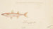Athennidae Tas - Frank Edward Clarke — artwork view
