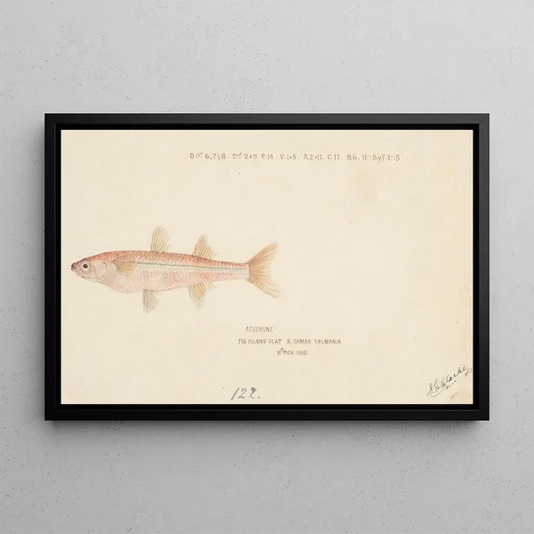 Athennidae Tas - Frank Edward Clarke — framed artwork on a wall
