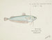 Auchenocéros punctatus NZ Ahuru - Frank Edward Clarke — artwork view