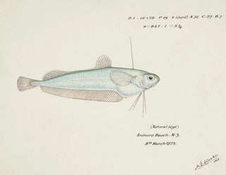 Auchenocéros punctatus NZ Ahuru - Frank Edward Clarke — artwork view