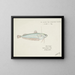 Auchenocéros punctatus NZ Ahuru - Frank Edward Clarke — framed artwork on a wall