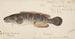 Fish-fin - Frank Edward Clarke — artwork view