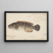 Fish-fin - Frank Edward Clarke — framed artwork on a wall