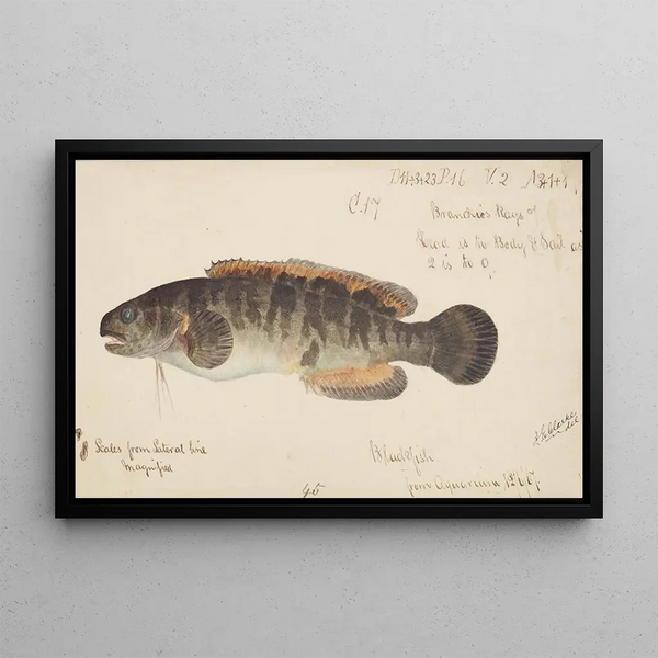 Fish-fin - Frank Edward Clarke — framed artwork on a wall