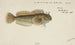 Tasmanian Blenny - Frank Edward Clarke — artwork view