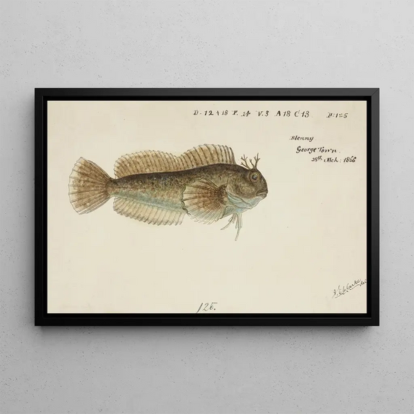 Tasmanian Blenny - Frank Edward Clarke — framed artwork on a wall
