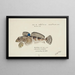 Bovichtus variegatus Spiny fish from NZ - Frank Edward Clarke — framed artwork on a wall