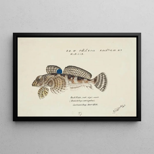 Bovichtus variegatus Spiny fish from NZ - Frank Edward Clarke — framed artwork on a wall