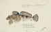 Bovichtus variegatus Spiny fish from NZ - Frank Edward Clarke — artwork view