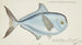 Brama brama NZ Ray's Bream - Frank Edward Clarke — artwork view