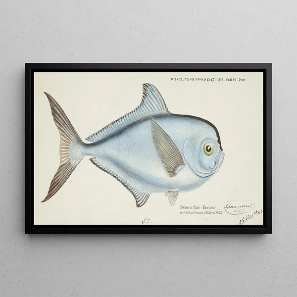 Brama brama NZ Ray's Bream - Frank Edward Clarke — framed artwork on a wall