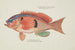 Caesioperca rasor Tasmanian sea perch - Frank Edward Clarke — artwork view