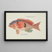 Caesioperca rasor Tasmanian sea perch - Frank Edward Clarke — framed artwork on a wall
