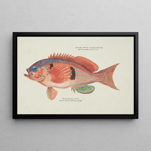 Caesioperca rasor Tasmanian sea perch - Frank Edward Clarke — framed artwork on a wall