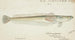 Crapatulus novaezealandiae NZ Sand stargazer - Frank Edward Clarke — artwork view
