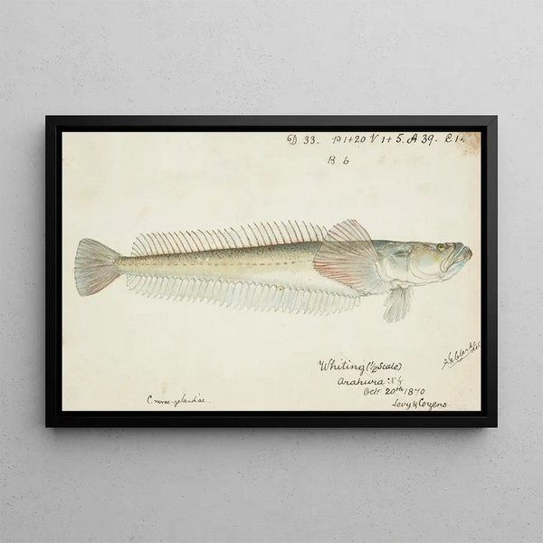 Crapatulus novaezealandiae NZ Sand stargazer - Frank Edward Clarke — framed artwork on a wall