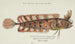 Cristiceps australis, Tasmanian swordfish - Frank Edward Clarke — artwork view
