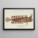 Cristiceps australis, Tasmanian swordfish - Frank Edward Clarke — framed artwork on a wall