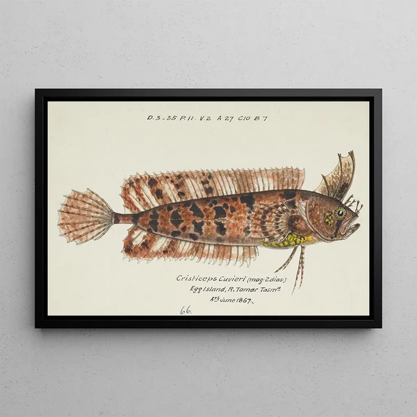 Cristiceps australis, Tasmanian swordfish - Frank Edward Clarke — framed artwork on a wall