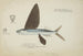 Danichthys cribrosus NZ fish fly - Frank Edward Clarke — artwork view