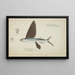 Danichthys cribrosus NZ fish fly - Frank Edward Clarke — framed artwork on a wall