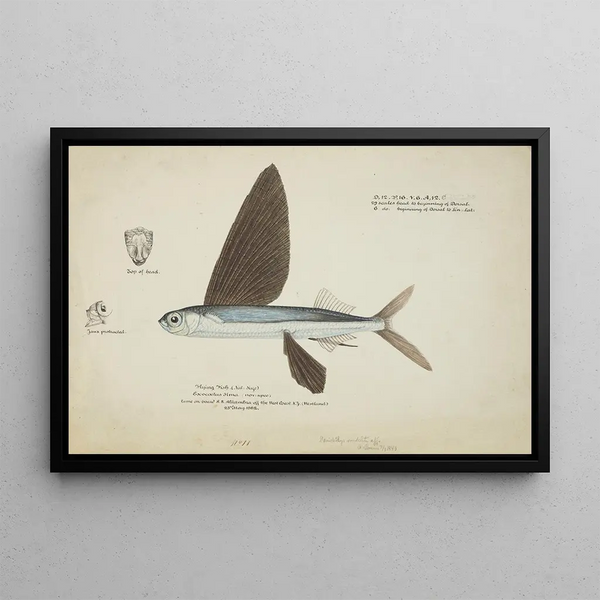 Danichthys cribrosus NZ fish fly - Frank Edward Clarke — framed artwork on a wall