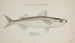 Emmelichthys nitidus - Frank Edward Clarke — artwork view