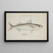 Emmelichthys nitidus - Frank Edward Clarke — framed artwork on a wall