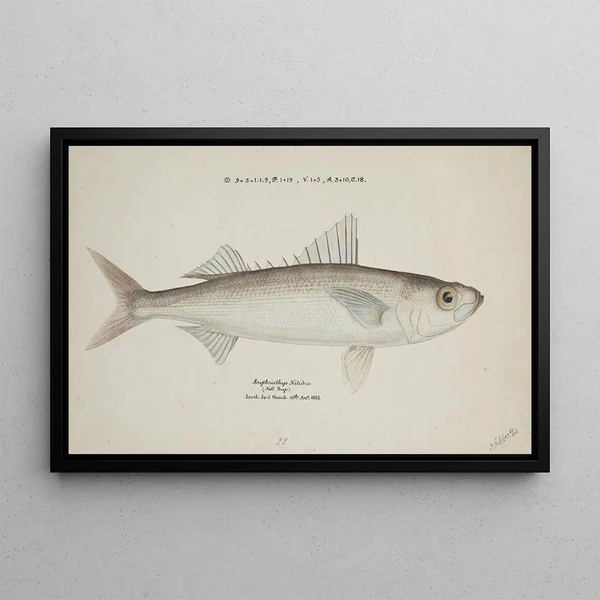 Emmelichthys nitidus - Frank Edward Clarke — framed artwork on a wall