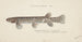 Galaxias brevipinnis - Frank Edward Clarke — artwork view