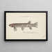 Galaxias brevipinnis - Frank Edward Clarke — framed artwork on a wall