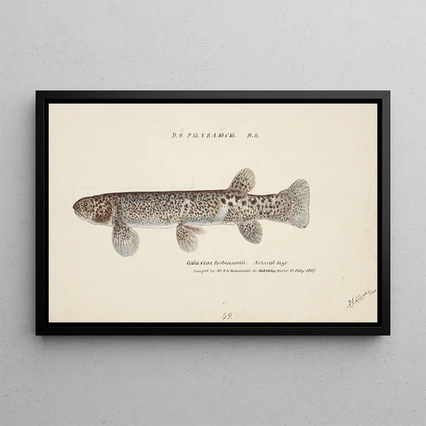 Galaxias brevipinnis - Frank Edward Clarke — framed artwork on a wall