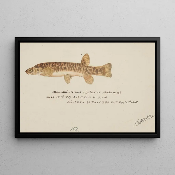 Galaxias olidus Mountain Trout - Frank Edward Clarke — framed artwork on a wall