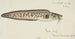 Genypterus sp Ling - Frank Edward Clarke — artwork view