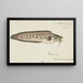 Genypterus sp Ling - Frank Edward Clarke — framed artwork on a wall