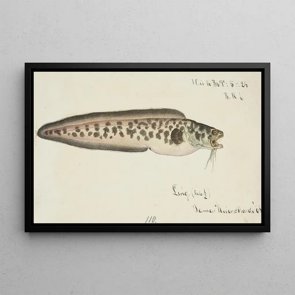 Genypterus sp Ling - Frank Edward Clarke — framed artwork on a wall