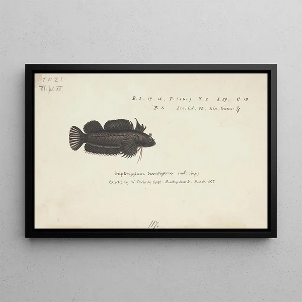 Gilloblennius tripennis, triplefin à lunettes - Frank Edward Clarke — framed artwork on a wall